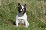BOULEDOGUE FRANCAIS 529